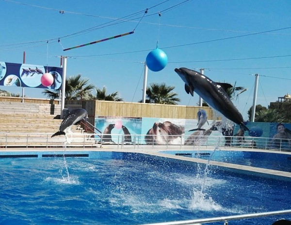 Antalya Delfinshow